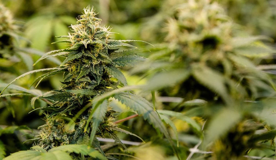 Issued Permit to Grow Medical Marijuana